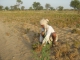 Indo-French project to study effects of climate change on farming